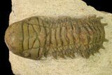Crotalocephalina Trilobite - Atchana, Morocco #160622-2